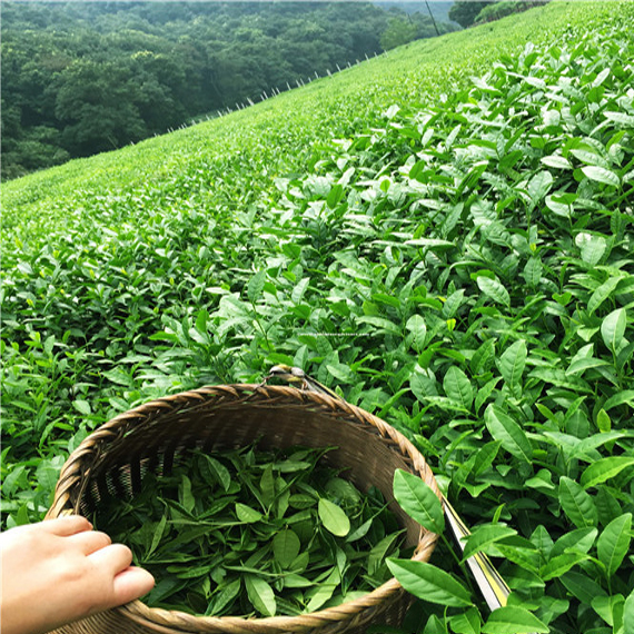 Product Profile: Tea Industry – India Business & Trade, an initiative of Trade Promotion Council of India