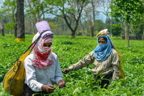 Tea-The National Drink Of India And Its Manufacturers Suffers The Catastrophic Effects Of Climate Change.