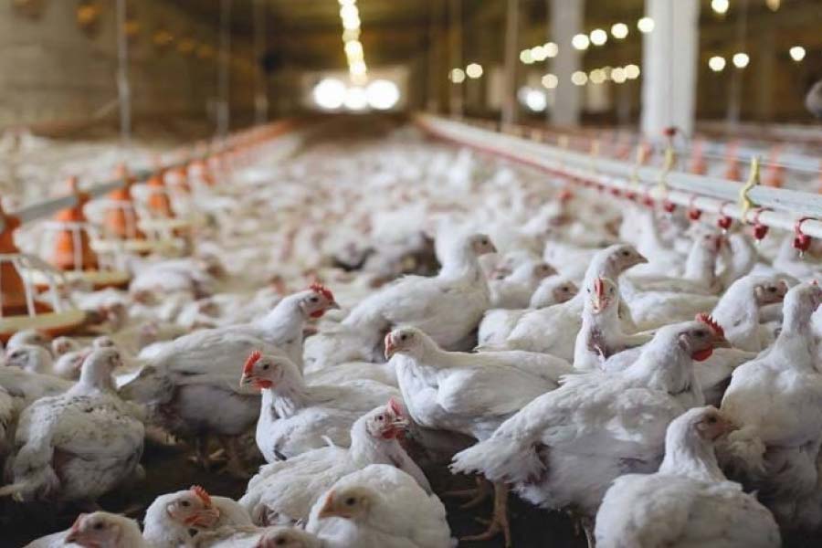 Poultry-Another-industry-showing-recovery