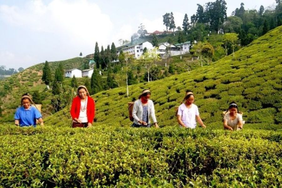Darjeeling tea_TPCI
