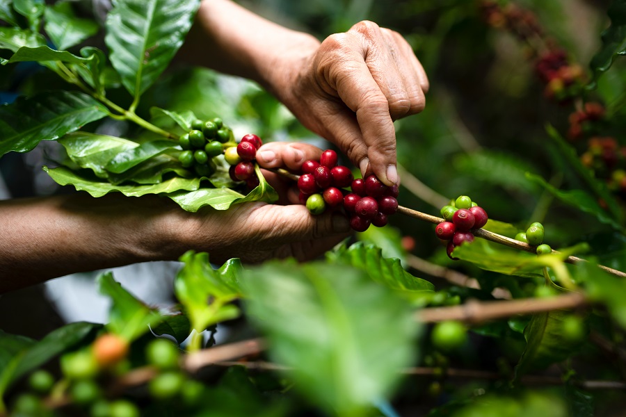 coffee cultivation