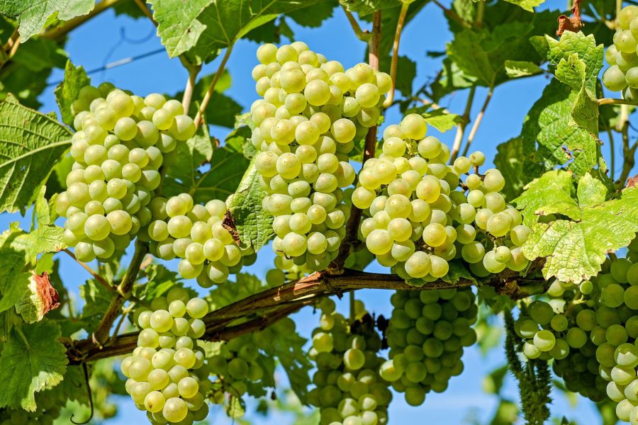 Grape_cluster farming_TPCI