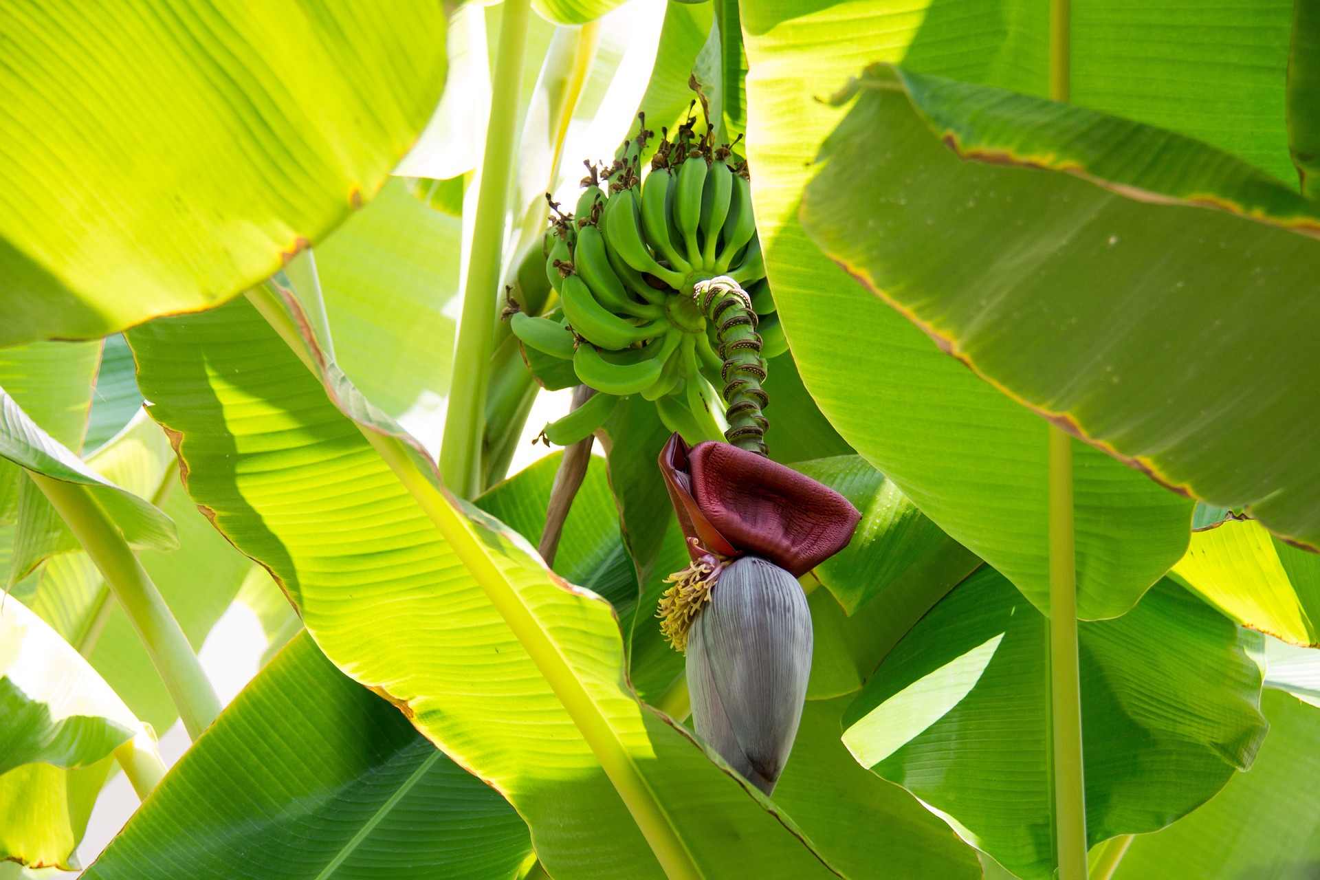 Banana waste-plant waste- TPCI