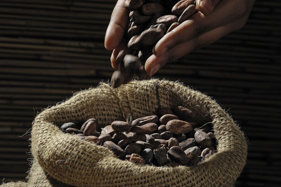 Cocoa beans_TPCI